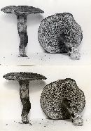 Hydnum scabrosum image