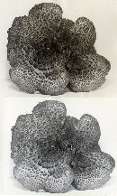 Hydnum scabrosum image