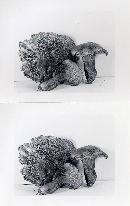 Hydnum scabrosum image