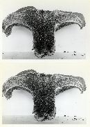 Hydnum underwoodii image