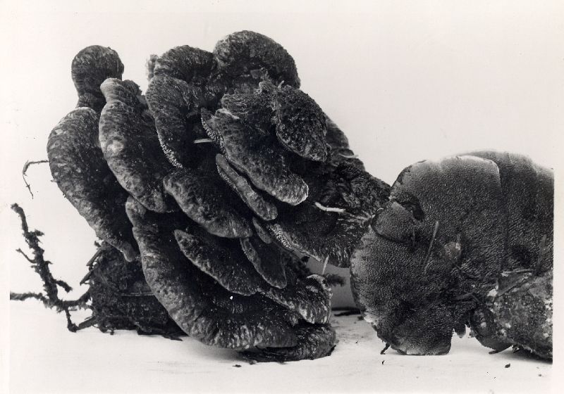 Hydnellum regium image