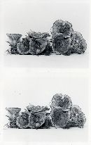 Hydnellum scrobiculatum var. scrobiculatum image