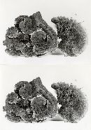 Hydnellum scrobiculatum var. scrobiculatum image