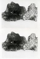 Hydnum scabrosum image