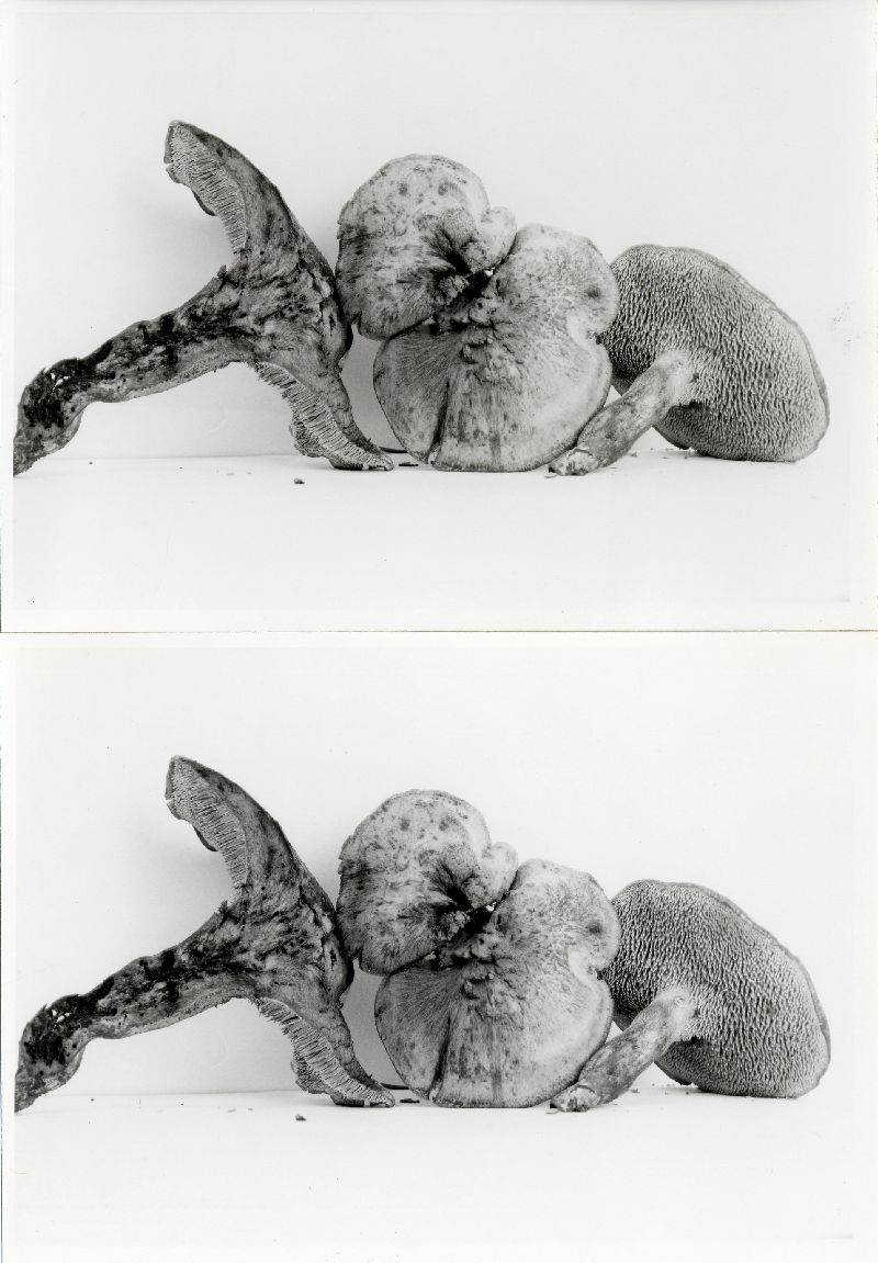 Sarcodon fuligineoviolaceus image