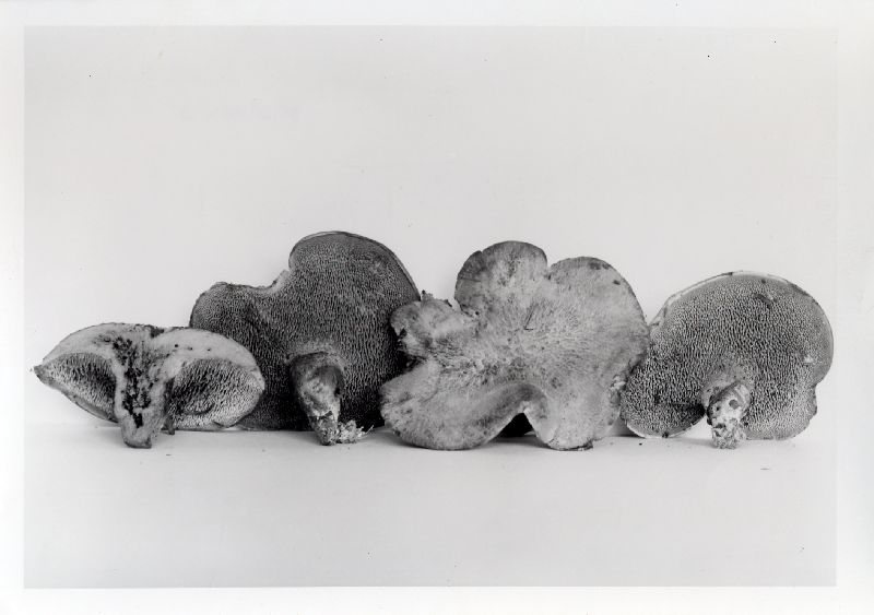 Sarcodon fuligineoviolaceus image