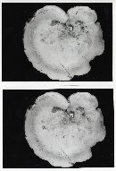 Sarcodon atroviridis image