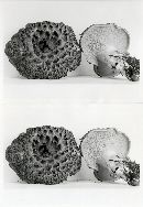 Sarcodon imbricatus image