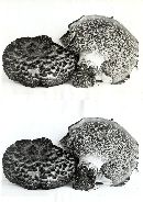 Sarcodon imbricatus image