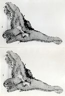 Sarcodon martioflavus image