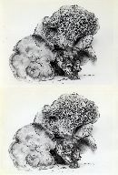 Sarcodon stereosarcinon image