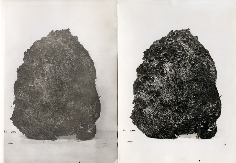 Sarcodon rimosus image