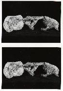 Sarcodon stereosarcinon image