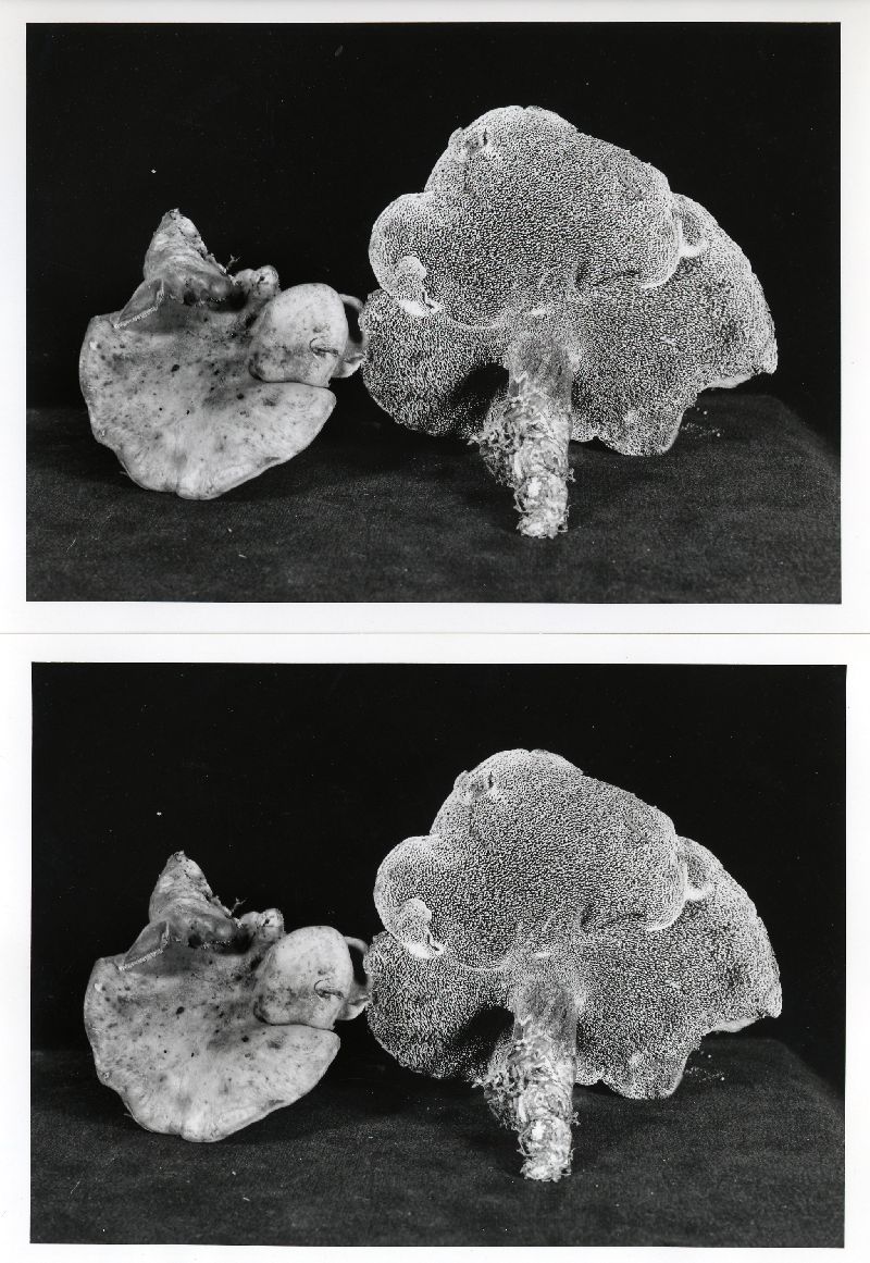 Sarcodon subfelleus image