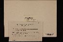 Phellinus conchatus image