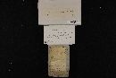 Phellinus conchatus image