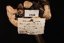 Fomitopsis pinicola image