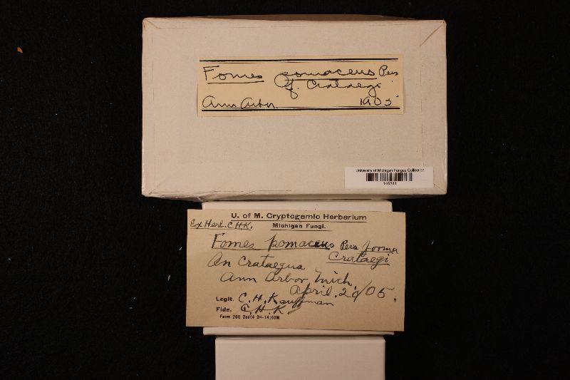Fomes pomaceus f. crataegi image