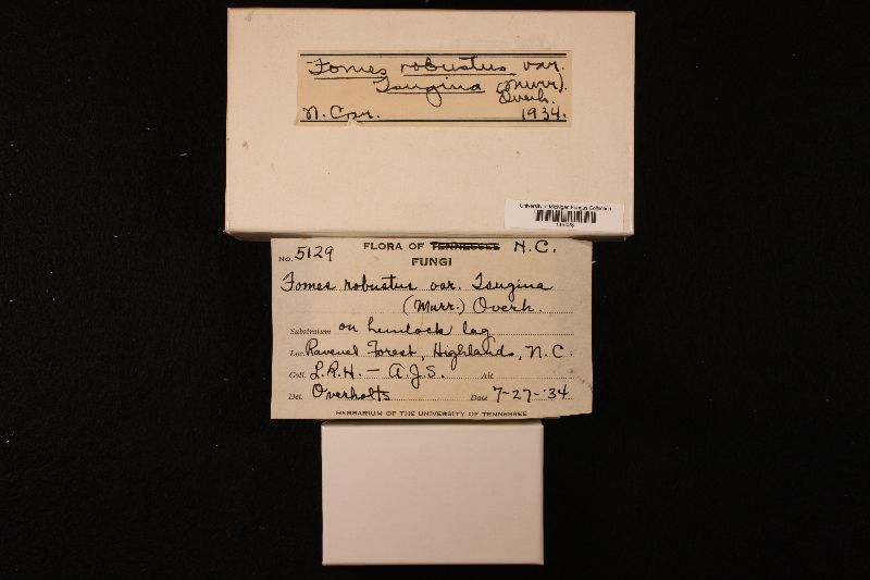 Fomes robustus var. tsuginus image