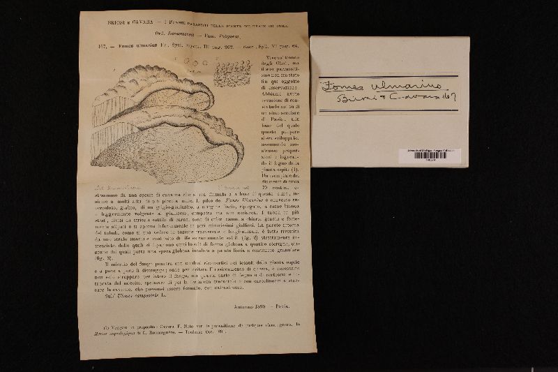 Rigidoporus ulmarius image