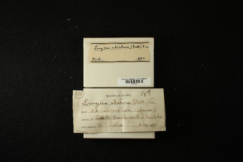 Gloeophyllum abietinum image