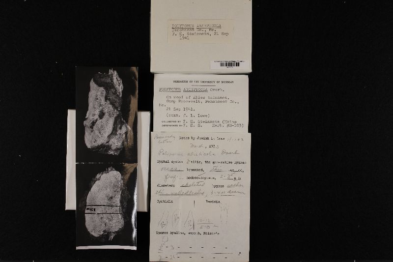 Polyporus abieticola image