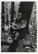 Bjerkandera adusta image