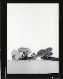 Polyporus brumalis image