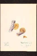 Polyporus cinnabarrinus image