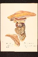 Ganoderma curtisii image