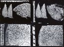 Sarcodontia delectans image