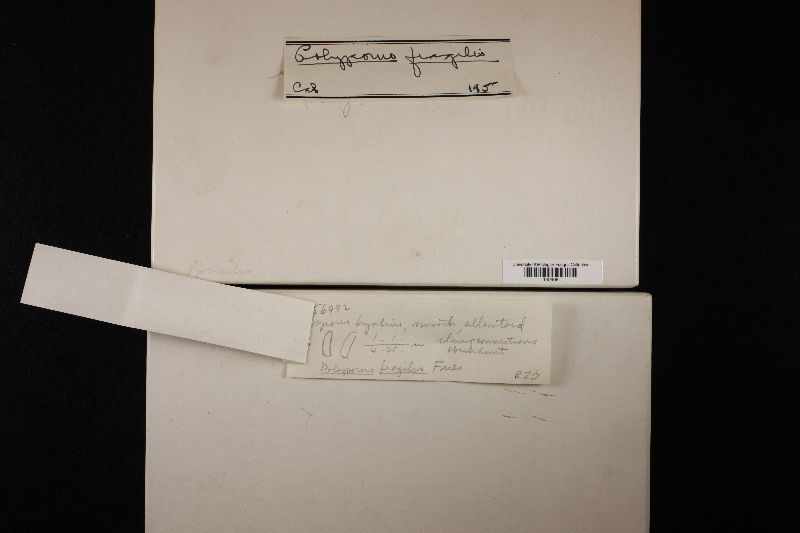Postia stiptica image