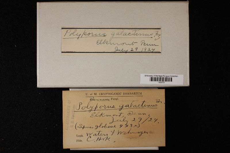 Tyromyces galactinus image