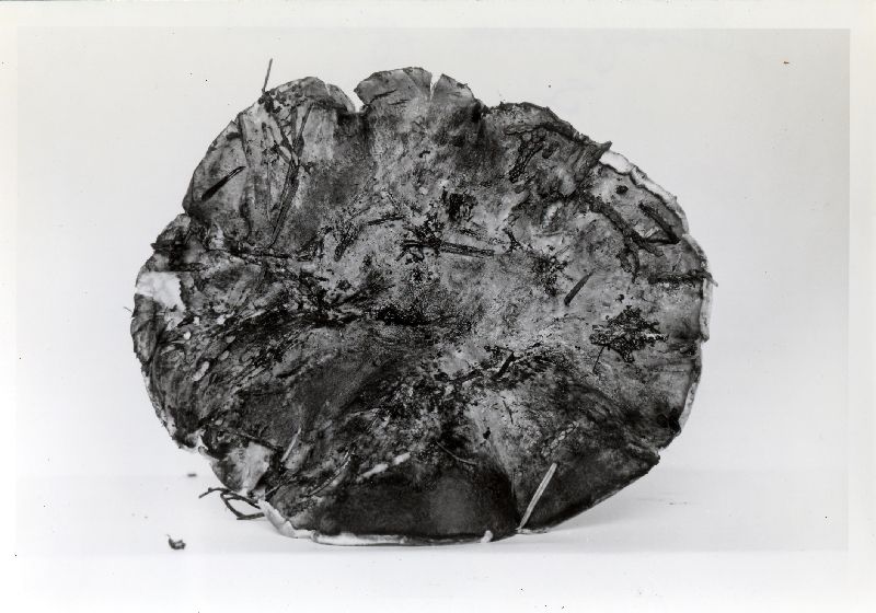 Trametes cingulata image