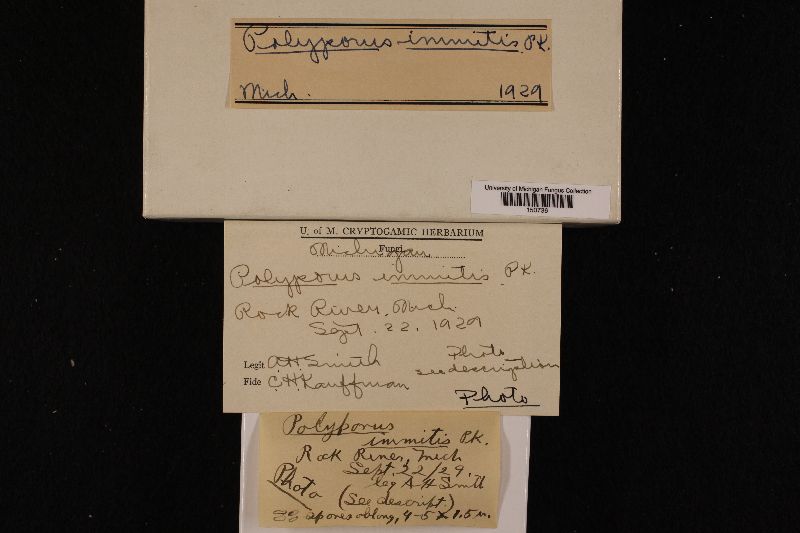 Tyromyces immitis image