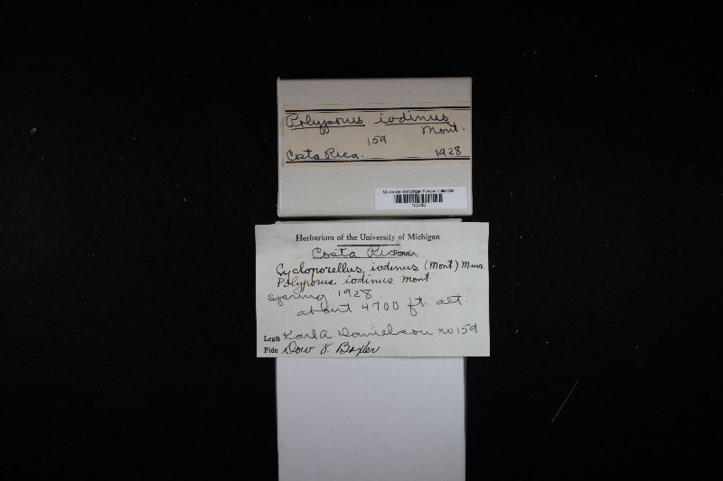 Cyclomyces iodinus image