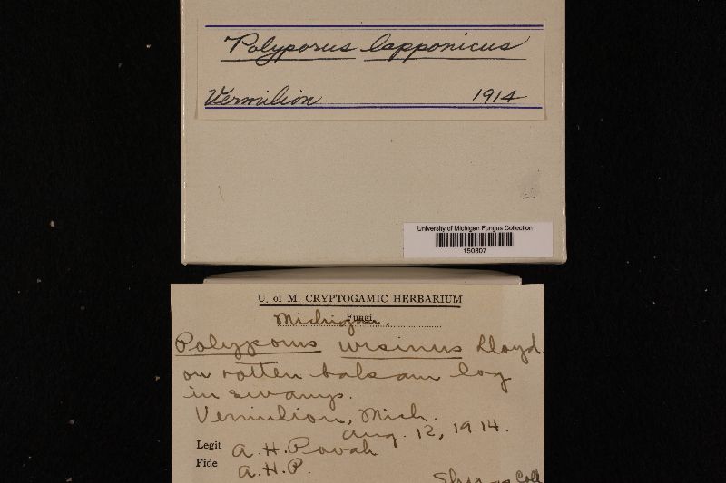 Amylocystis lapponica image