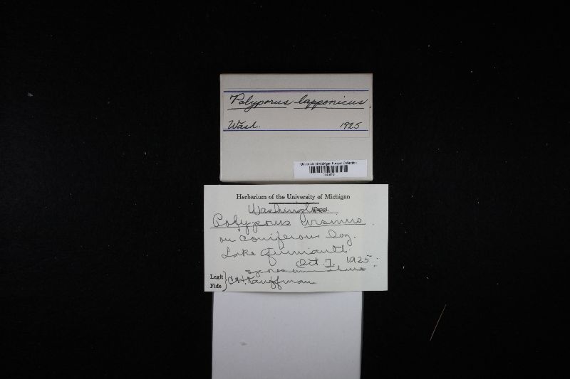 Amylocystis lapponica image