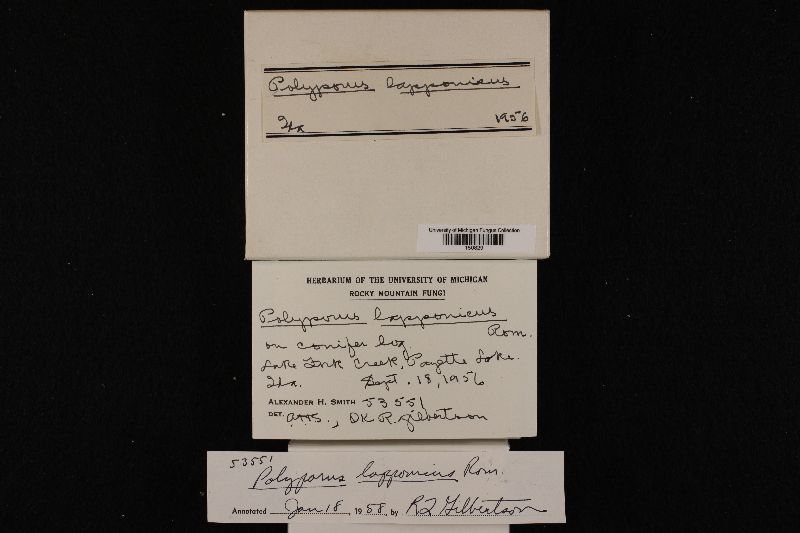 Amylocystis lapponica image