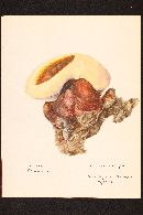 Ganoderma lucidum image