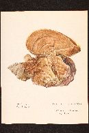 Ganoderma lucidum image