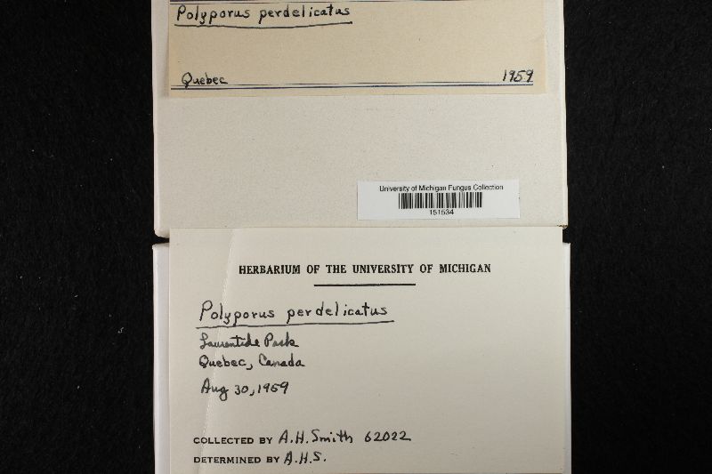 Postia perdelicata image