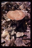 Polyporus radicatus image