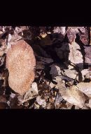 Polyporus radicatus image