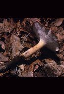 Polyporus radicatus image