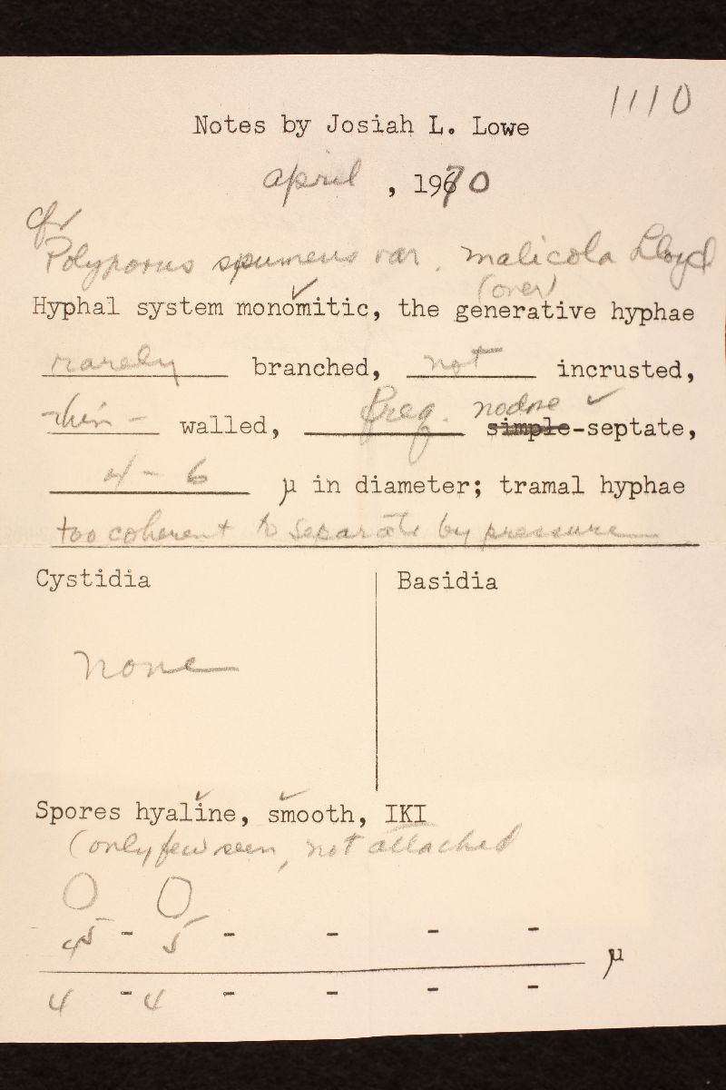 Spongipellis malicola image