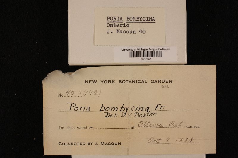 Anomoporia bombycina image