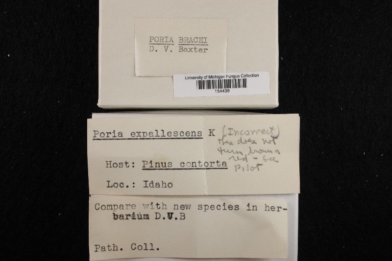 Amylosporus bracei image