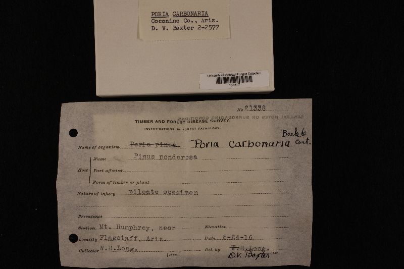 Poria carbonaria image