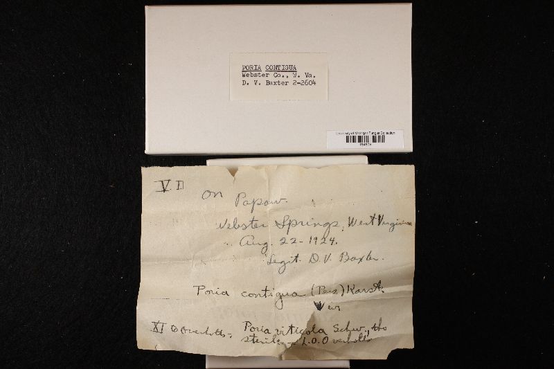 Fuscoporia contigua image